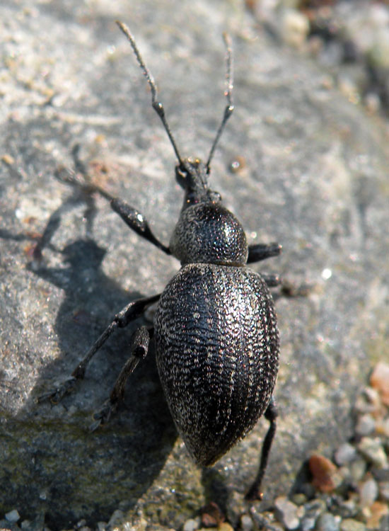 Otiorhynchus dalla Val Rendena (TN)